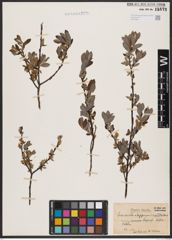 Foto von Salix aurita L. x Salix lapponum L. x Salix myrtilloides L.